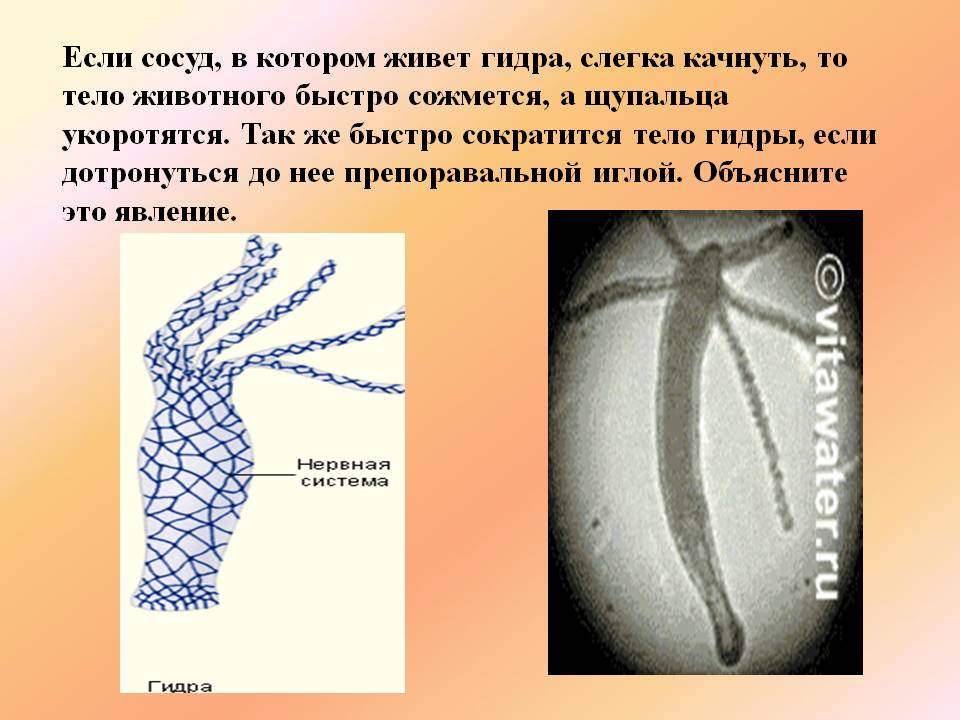 Даркнет официальный сайт вход